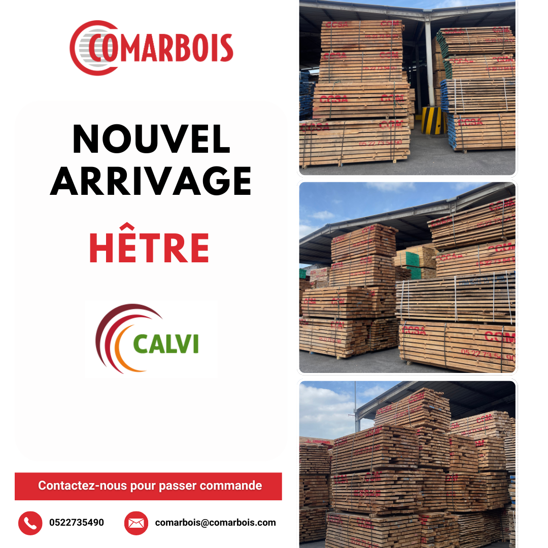 hêtre calvi
