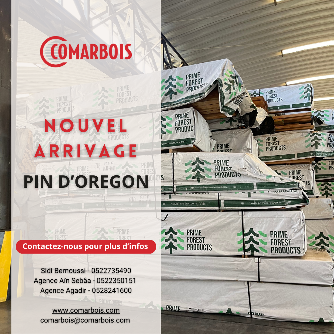 nouvel arrivage pin d'oregon